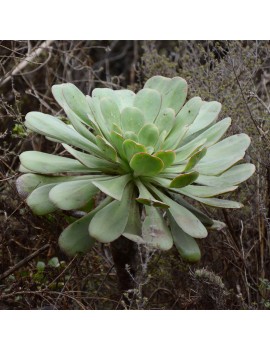 Aeonium urbicum var. urbicum