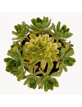 Aeonium 'Suncup'