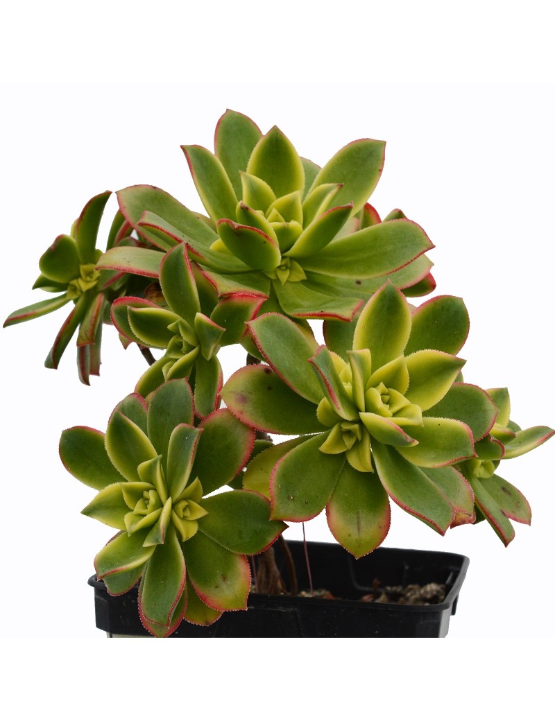 Aeonium 'Dream Color' Aeonium 'Dream Color'