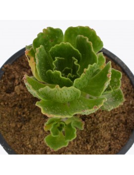 Aeonium smithii