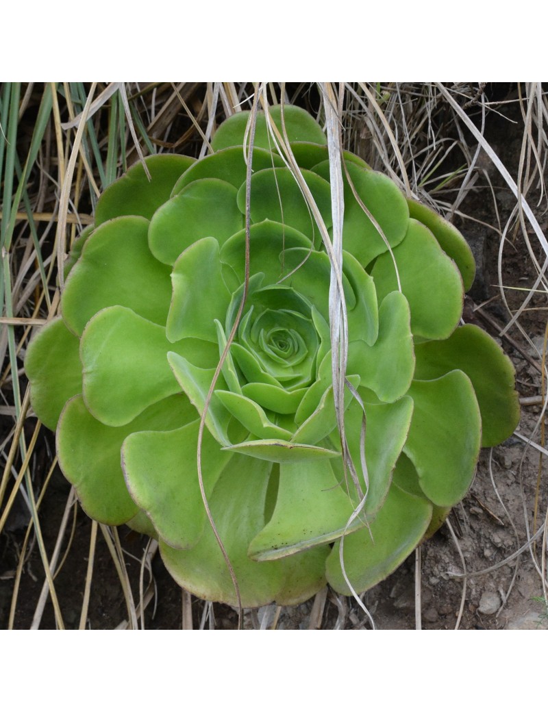 Aeonium canariense var. canariense Aeonium canariense var. canariense