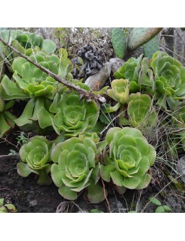 Aeonium canariense var. canariense