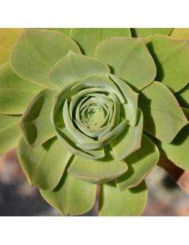 Aeonium balsamiferum