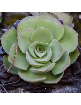 Aeonium palmense