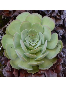 Aeonium palmense