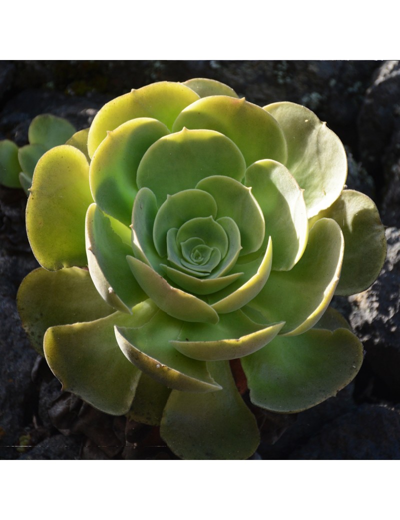 Aeonium longithyrsum