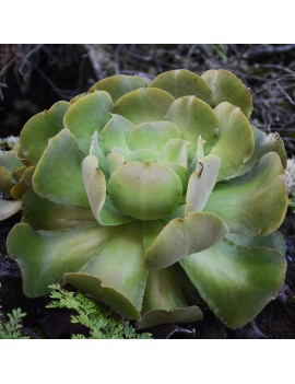 Aeonium longithyrsum