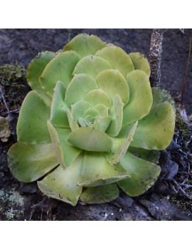 Aeonium longithyrsum