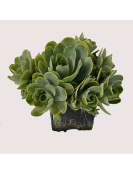 Greenovia dodrantalis ou Aeonium dodrantale.
