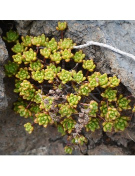 Aeonium sedifolium