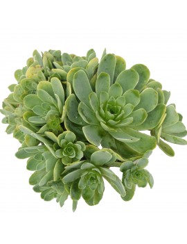 Aeonium dodrantale, greenovia dodrantalis