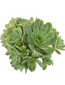 Greenovia dodrantalis ou Aeonium dodrantale.