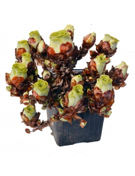Greenovia dodrantalis ou Aeonium dodrantale.