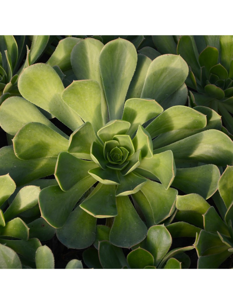 Aeonium puntallanense Aeonium puntallanense