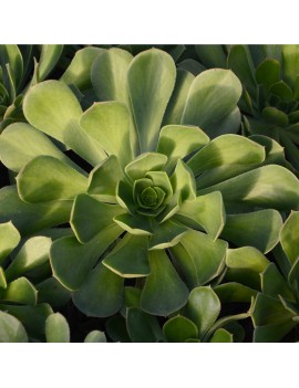 Aeonium puntallanense