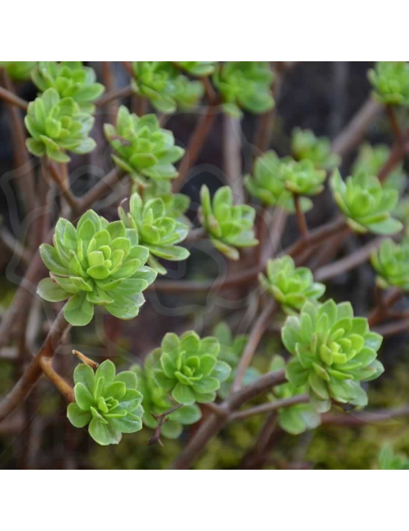 Aeonium spathulatum Aeonium spathulatum