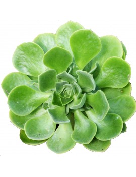 Aeonium 'x santosianum'