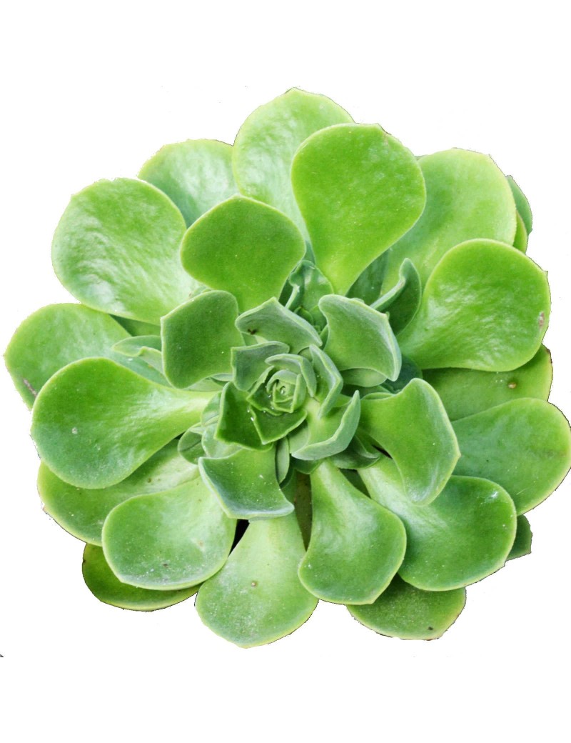 Aeonium 'x santosianum' Aeonium 'x santosianum'