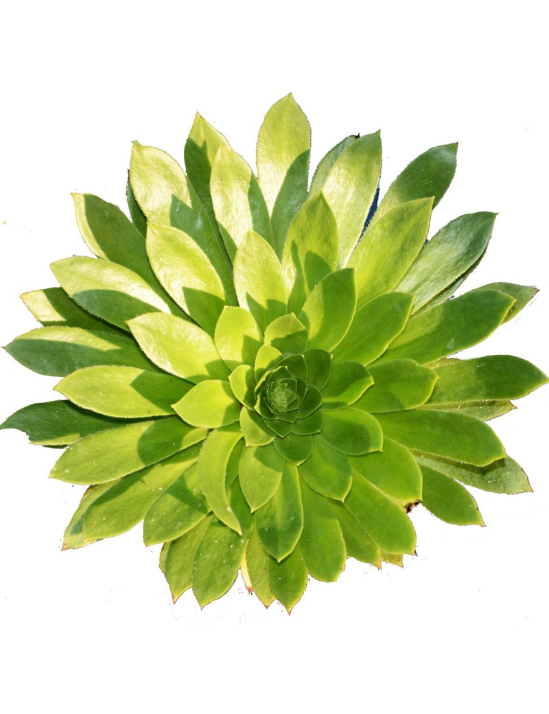 Aeonium 'x sventenii' Aeonium 'x sventenii'