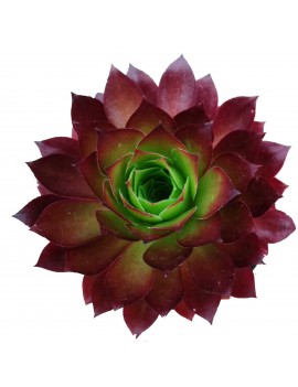 Aeonium 'Phoenix Flame'