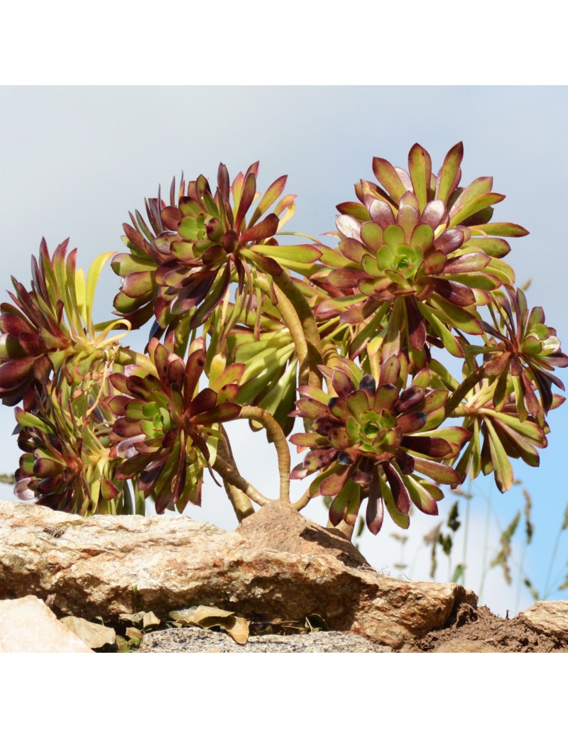 Aeonium 'Garnet' Aeonium 'Garnet'