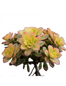 Aeonium 'Dream Color'