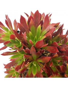 Aeonium 'Cornish Tribute'