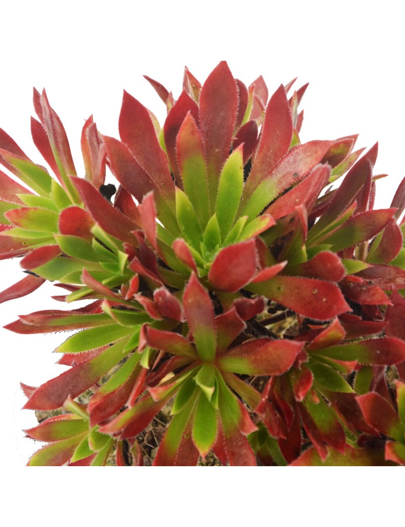 Aeonium 'Cornish Tribute' Aeonium 'Cornish Tribute'