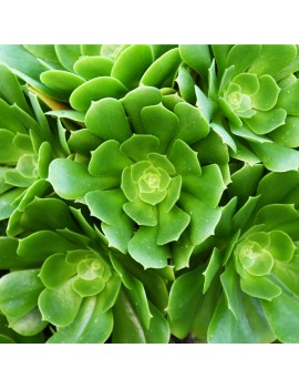 Aeonium pseudotabuliforme