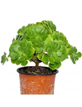 Aeonium goochiae var. giganteum