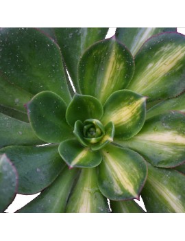 Aeonium 'Starbust'