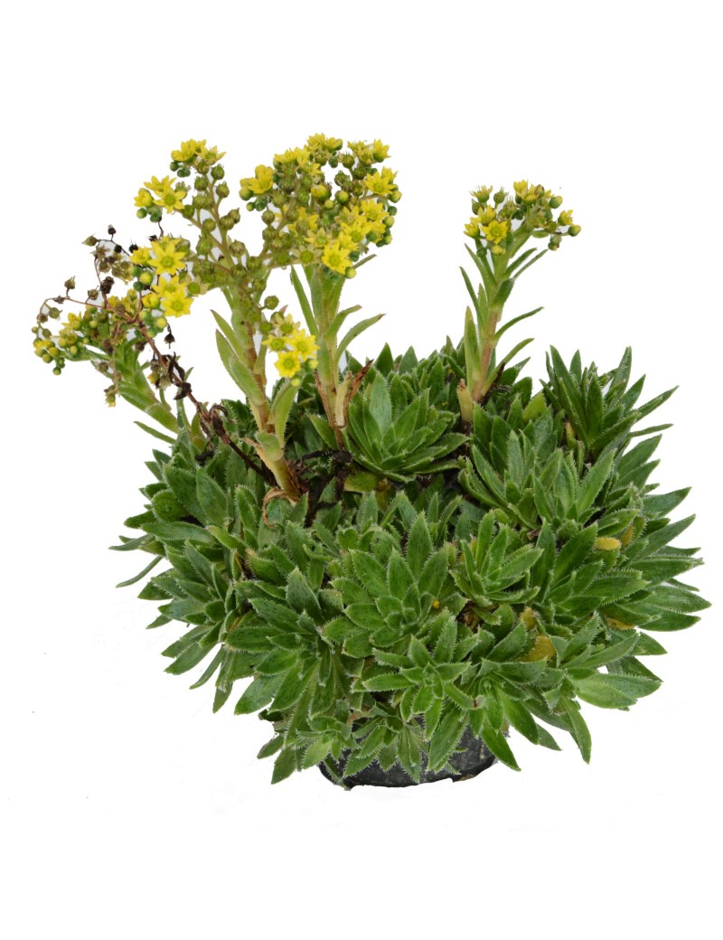 Aeonium simsii Aeonium simsii