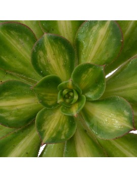 Aeonium 'Starbust'