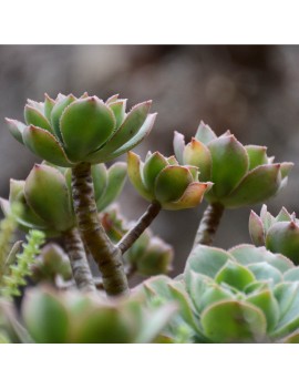 Aeonium stuessyi