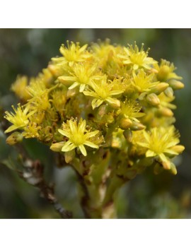 Aeonium stuessyi