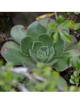 Aeonium stuessyi