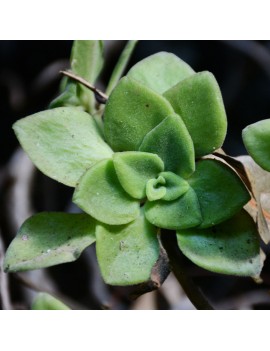 Aeonium goochiae