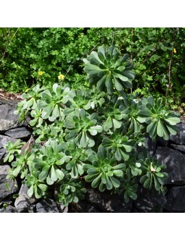 Aeonium gomerense