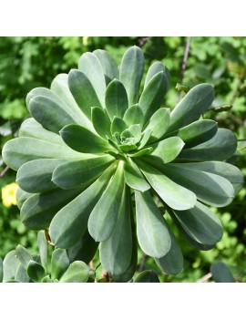 Aeonium gomerense