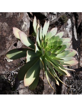 Aeonium appendiculatum