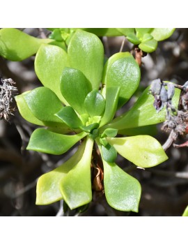 Aeonium viscatum