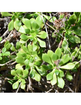 Aeonium viscatum