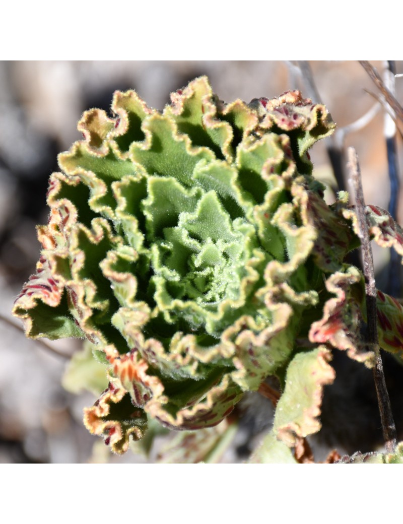 Aeonium smithii