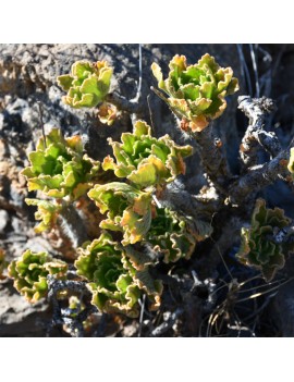 Aeonium smithii