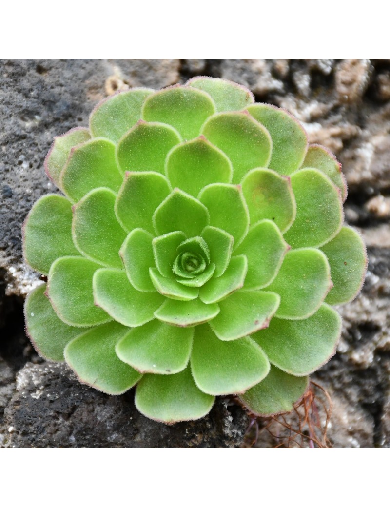Greenovia Aizoon, Aeonium aizoon