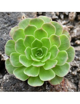 Greenovia Aizoon, Aeonium aizoon