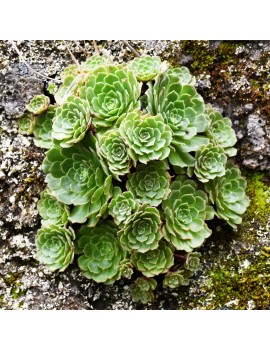 Greenovia Aizoon, Aeonium aizoon