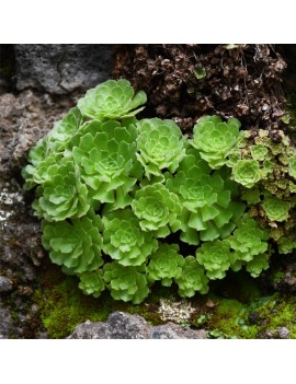 Greenovia Aizoon, Aeonium aizoon