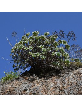Aeonium catello-paivae
