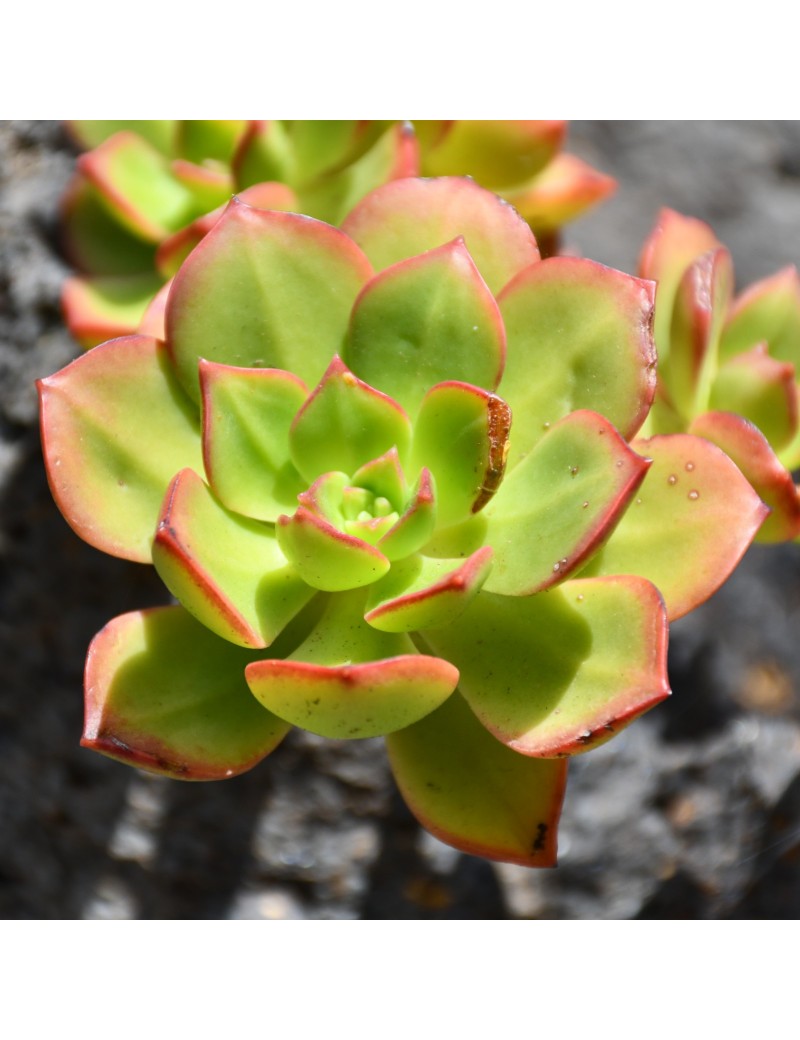 Aeonium decorum